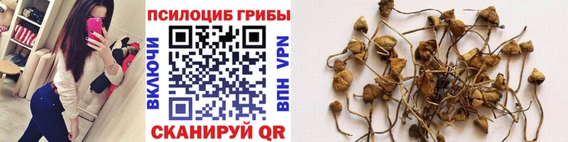 Псилоцибиновые грибы MAGIC MUSHROOMS  наркотики  mega зеркало  Гурьевск 